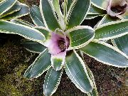 იასამნისფერი ყვავილების Bromeliad (Neoregelia) სახლი მცენარეთა ფოტო