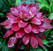 винен Цвете Bromeliad (Neoregelia) Стайни растения снимка