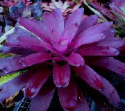 purple Flower Bromeliad (Neoregelia) Houseplants photo