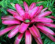 розов Цвете Bromeliad (Neoregelia) Стайни растения снимка