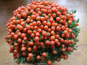 oranžinis žiedas Karoliukas Augalų (nertera) Kambariniai augalai nuotrauka