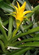 κίτρινος λουλούδι Nidularium  φυτά εσωτερικού χώρου φωτογραφία