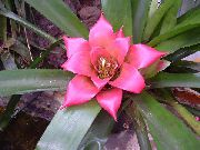 розе Цвет Нидулариум (Nidularium) Кућа Биљке фотографија