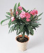ピンク フラワー ローズベイ、セイヨウキョウチクトウ (Nerium oleander) 観葉植物 フォト