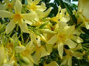 kollane Lill Rose Bay, Oleander (Nerium oleander) Toataimed foto