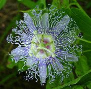 lyse blå Pasjonsblomst (Passiflora) Potteplanter bilde