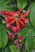 rot Passionsblume (Passiflora) Zimmerpflanzen foto