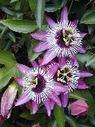 lila Passionsblomma (Passiflora) Krukväxter foto