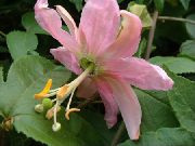 рожевий Квітка Пасифлора (Cтрастоцвет, Кавалерском Зірка) (Passiflora) Кімнатні рослини фото