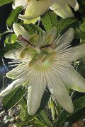 bílá Květina Mučenky (Passiflora) Pokojové rostliny fotografie
