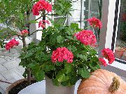 червоний Квітка Пеларгонія (Герань) (Pelargonium) Кімнатні рослини фото