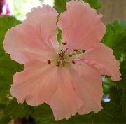 rosa Blume Geranie (Pelargonium) Zimmerpflanzen foto