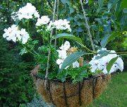 biela Kvetina Pelargónie (Pelargonium) Izbové Rastliny fotografie