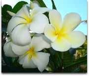 biela Kvetina Plumeria  Izbové Rastliny fotografie