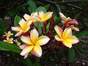 žltý Kvetina Plumeria  Izbové Rastliny fotografie