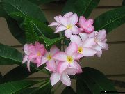 růžový Květina Plumeria  Pokojové rostliny fotografie