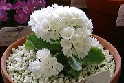 бял Цвете Primula, Градинска Иглика С Гладки Листа  Стайни растения снимка