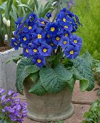 azul escuro Flor Primula, Auricula  Plantas de Casa foto