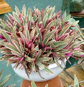 бордовий Квітка Рео (Rhoeo Tradescantia) Кімнатні рослини фото