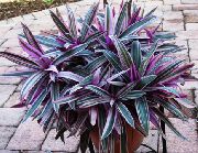 violetinė žiedas Rhoeo Tradescantia  Kambariniai augalai nuotrauka