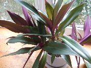 фіолетовий Квітка Рео (Rhoeo Tradescantia) Кімнатні рослини фото