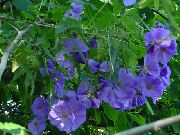 светло синьо Цвете Цъфтежа Клен, Плачеща Клен, Китайски Фенер (Abutilon) Стайни растения снимка