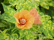portocale Floare Arțar Înflorire, Arțar Plângând, Lanternă Chineză (Abutilon) Oală Planta fotografie