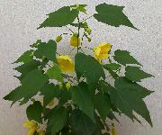 galben Floare Arțar Înflorire, Arțar Plângând, Lanternă Chineză (Abutilon) Oală Planta fotografie