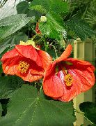 punainen Kukka Kukinnan Vaahtera, Itkien Vaahtera, Kiinan Lyhty (Abutilon) Huonekasvit kuva