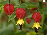 červená Kvetina Kvitnúce Javor, Plač Javor, Lampión (Abutilon) Izbové Rastliny fotografie
