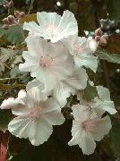 branco Flor Flowering Maple, Weeping Maple, chinese Lantern (Abutilon) Plantas de Casa foto