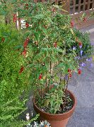 Bloodberry, Rouge Plante, Baby Pepper, Pigeonberry, Coralito Blomst rosa