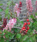 rosa Blume Bloodberry, Rouge Pflanze, Baby Pfeffer, Pigeonberry, Coralito (Rivina)  foto