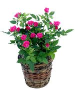 粉红色 花 玫瑰 (Rose) 室内植物 照片