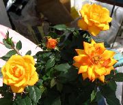 oranžový Kvetina Ruže (Rose) Izbové Rastliny fotografie