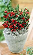 roșu Floare Mătură Măcelar (Ruscus) Oală Planta fotografie