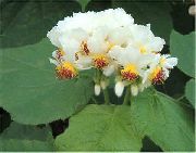 hvit Blomst Cape Lager-Rose, House Lime, Afrikanske Hamp (Sparrmannia africana) Potteplanter bilde