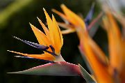 оранжев Райска Птица, Кран Цвете, Stelitzia (Strelitzia reginae) Стайни растения снимка