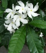 hvit Blomst Tabernaemontana, Banan Bush  Potteplanter bilde