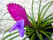 Tillandsia Blume flieder