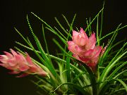 pembe çiçek Tillandsia  Ev bitkileri fotoğraf
