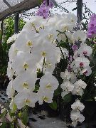 Phalaenopsis Blomma vit