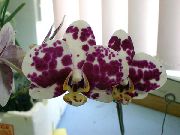 Phalaenopsis Blomst claret