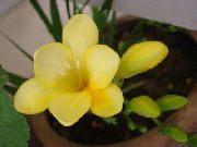 žltý Kvetina Frézie (Freesia) Izbové Rastliny fotografie