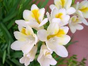 თეთრი ყვავილების ფრეზია (Freesia) სახლი მცენარეთა ფოტო