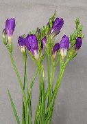 púrpura Flor Fresia (Freesia) Plantas de interior foto