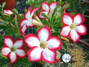 赤 フラワー 砂漠の薔薇 (Adenium) 観葉植物 フォト