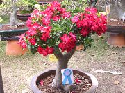 rød Blomst Desert Rose (Adenium) Stueplanter foto
