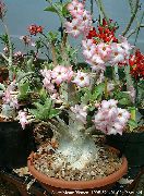 rosa Blomst Desert Rose (Adenium) Potteplanter bilde