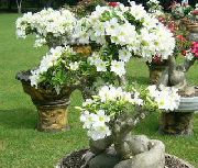 бял Цвете Desert Rose (Adenium) Стайни растения снимка